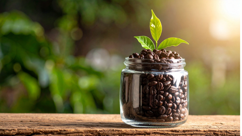 Sustainable Coffee in Indonesia: Luxury in every cup. Integrity in every bean.