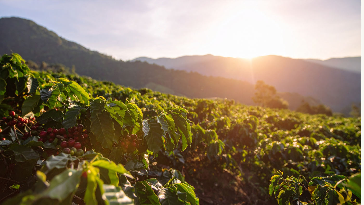 A Guide to Indonesian Coffee Regions