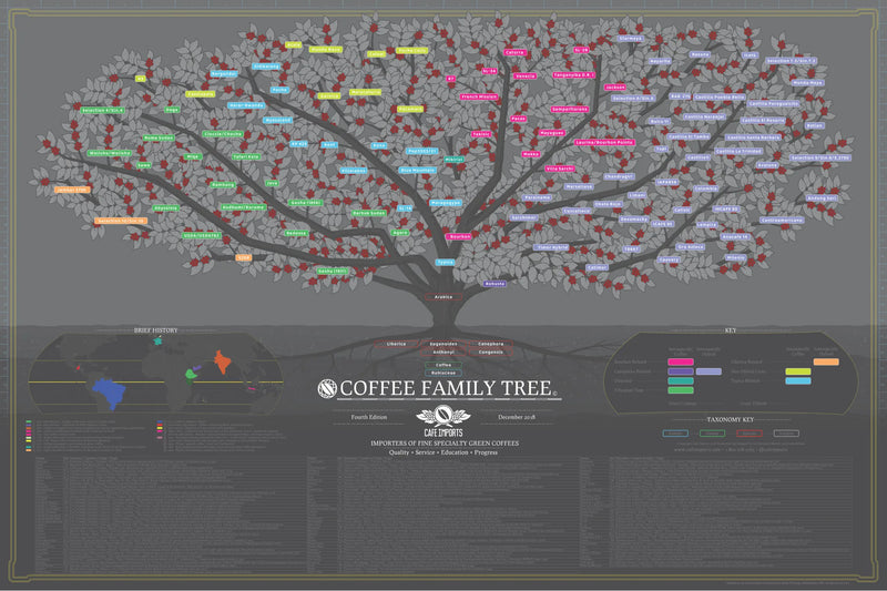 elyna-specialty-coffee-family-tree