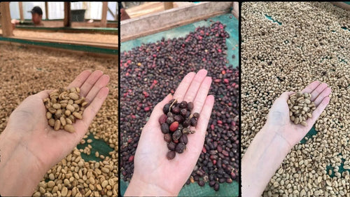 Understanding Coffee Processing Methods: Washed, Honey, Natural & Beyond