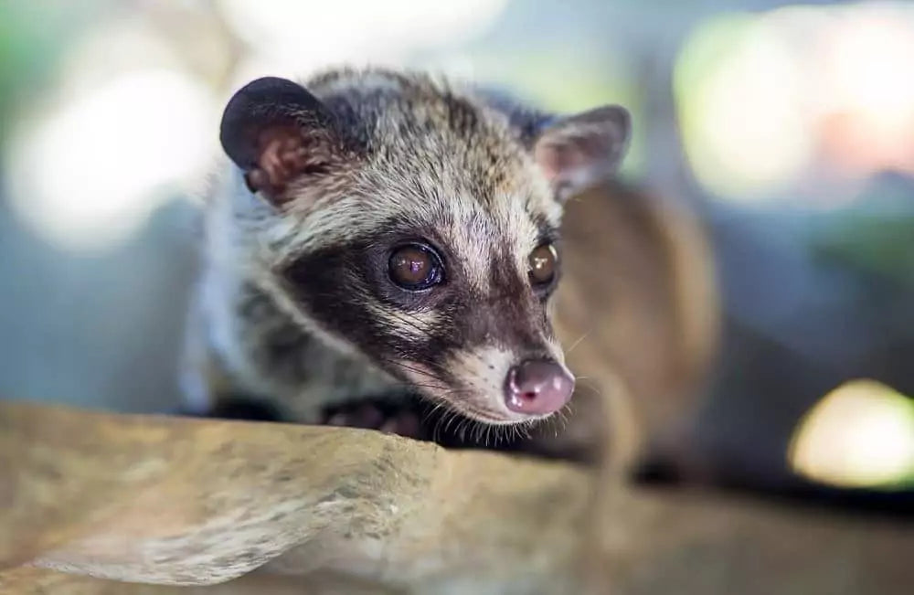 The Coffee Luwak Controversial - Responsible Sourcing