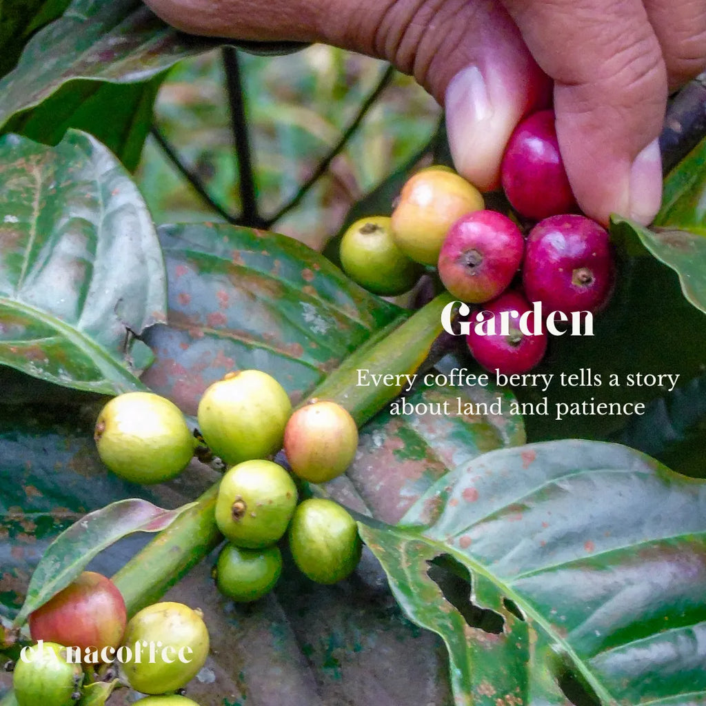 elyna coffee Hand picking coffee berries from a branch with text about coffee's connection to land and patience.