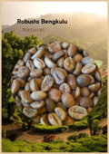 Wholesales – Bengkulu - Robusta Green Beans