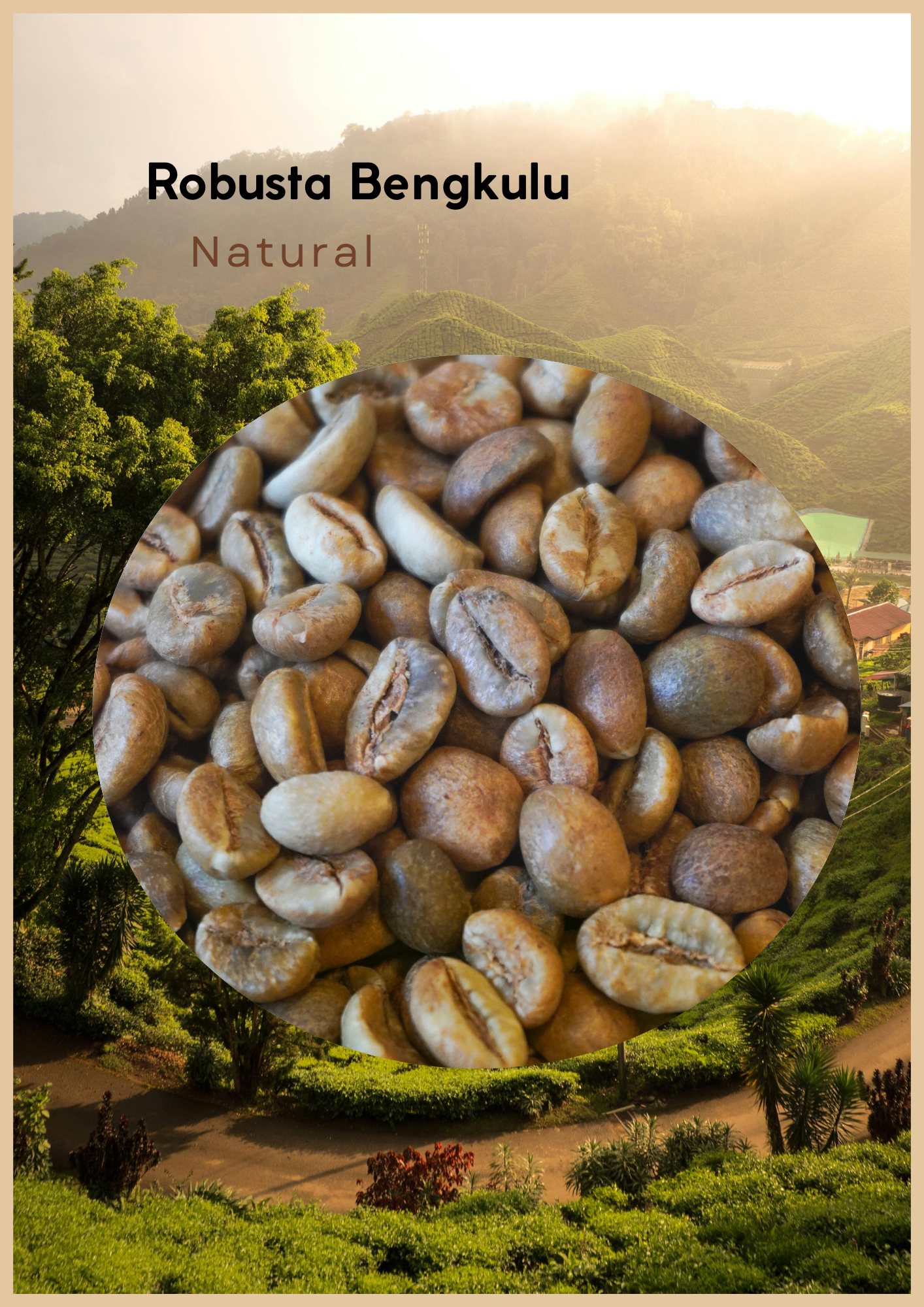 Wholesales – Bengkulu - Robusta Green Beans
