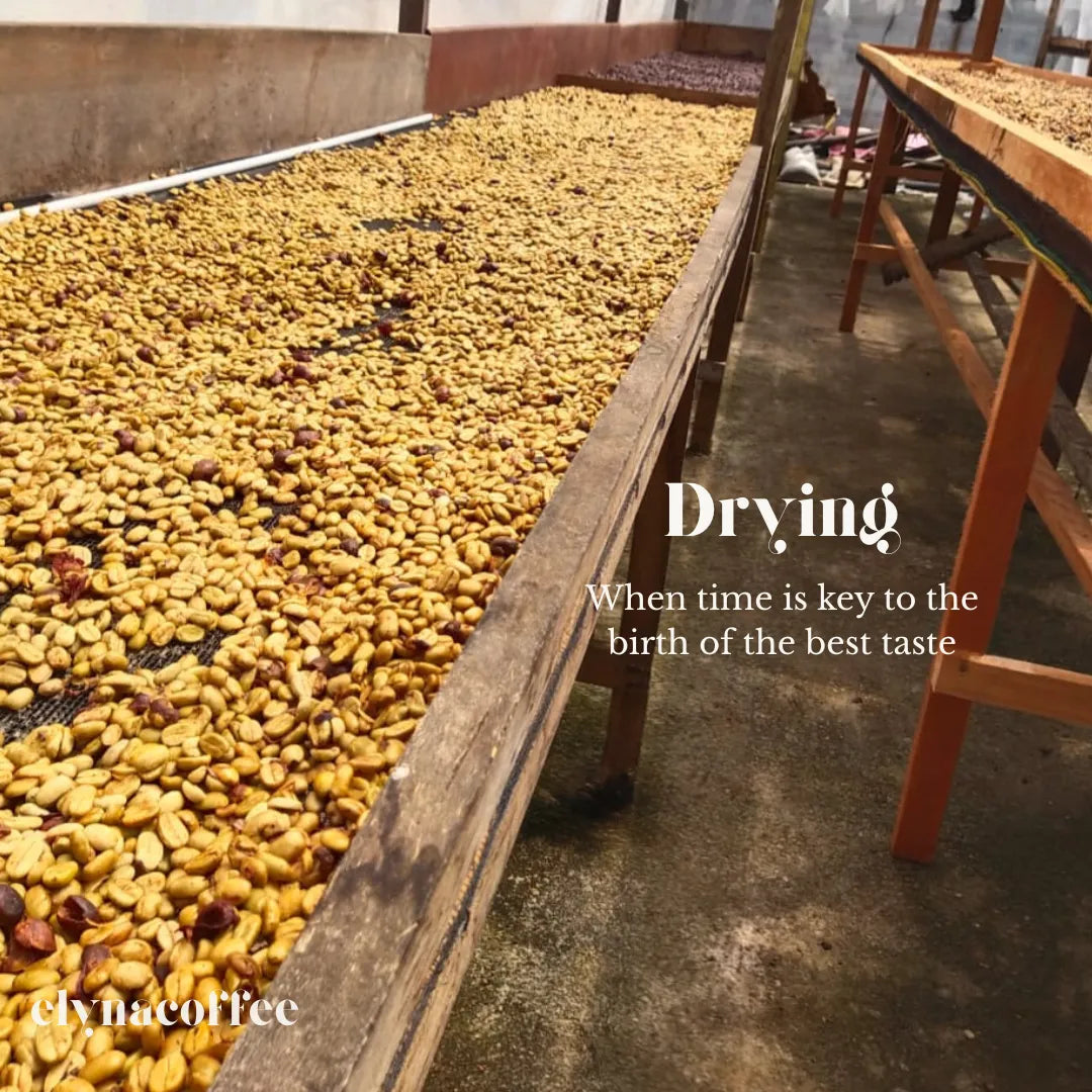 elyna Coffee beans drying on a large wooden tray with text overlay.