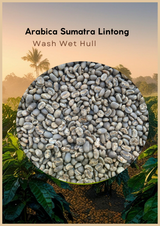 Wholesale - Sumatra Lintong - Arabica Green Beans