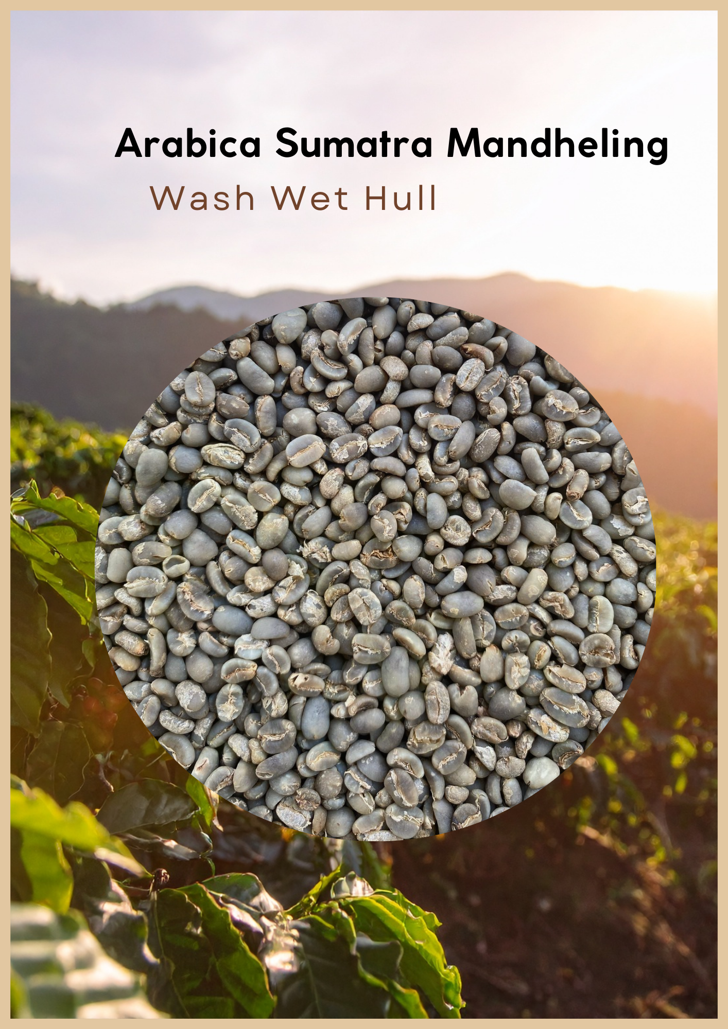 Wholesale - Sumatra Mandheling - Arabica Green Beans