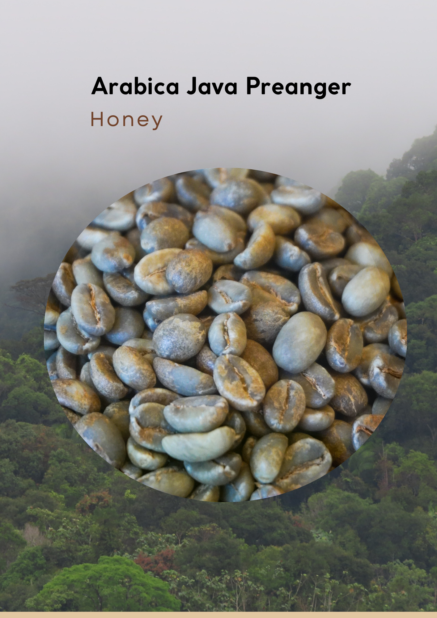 Wholesales - West Java - Robusta Green Beans