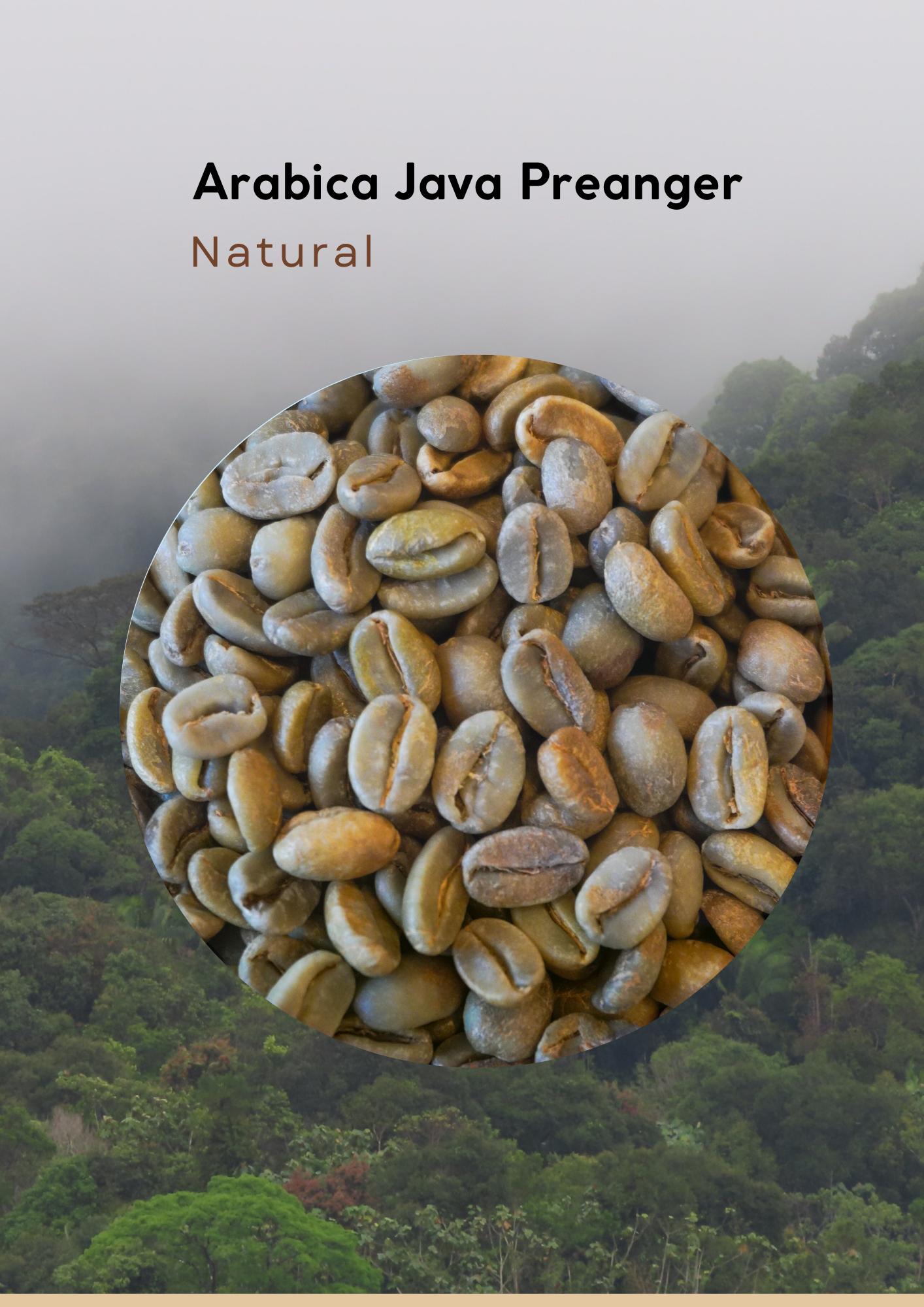 Wholesales - West Java - Robusta Green Beans